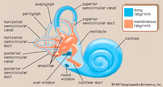 Cochleo-Vestibular Lab in Hyderabad for advanced hearing, vertigo and balance testing at MicroCare ENT Super Speciality Hospital